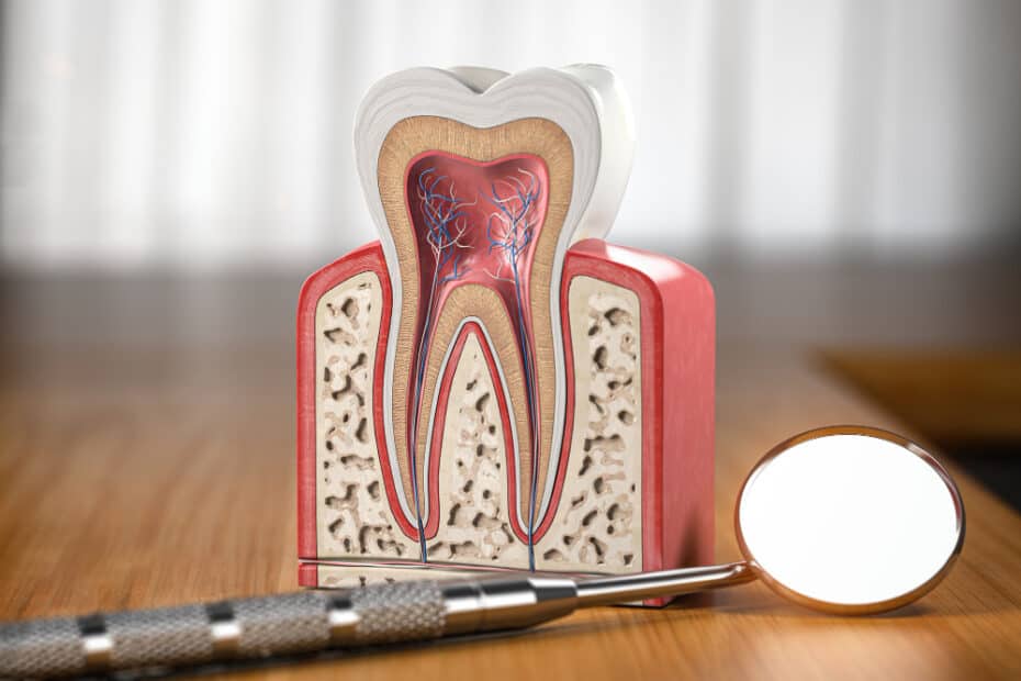 טיפול שורש – מה צריך לדעת על הטיפול? 5 tooth model cross section with dental mirror tool wooden table3d illustration